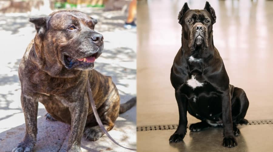 Good Dogs Sitting