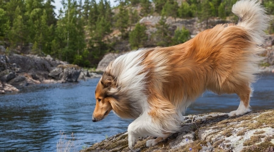 Gorgeous Brown and White Dog at a Lake