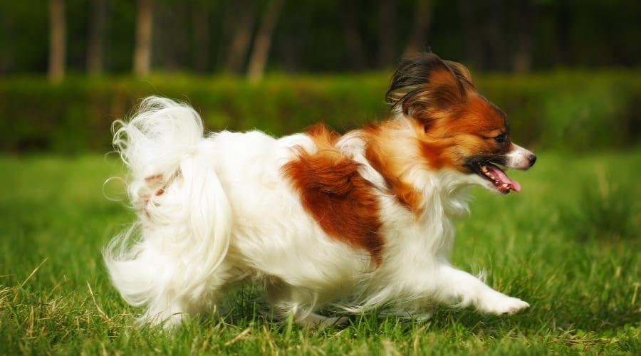 Gorgeous Dog With Long Fur Running