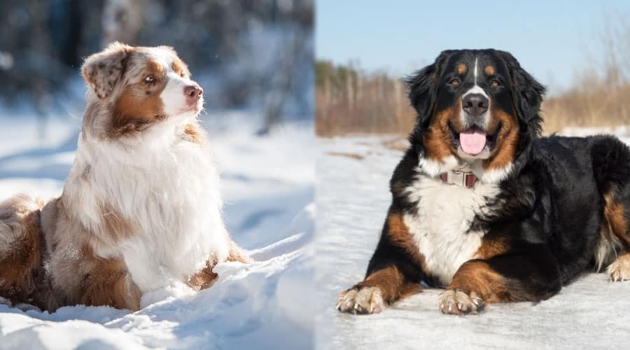 Gorgeous Fluffy Dogs Laying Down in the Snow on a Sunny Day
