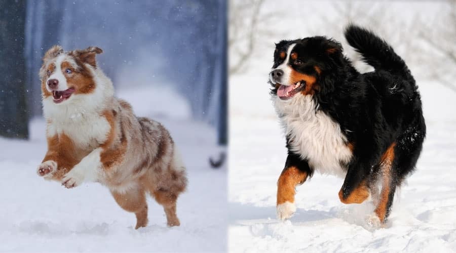 Gorgeous Fluffy Dogs Running in the Snow