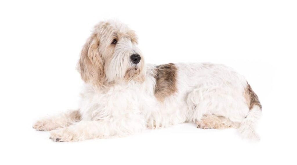 Grand Basset Griffon Vendeen sitting on a background
