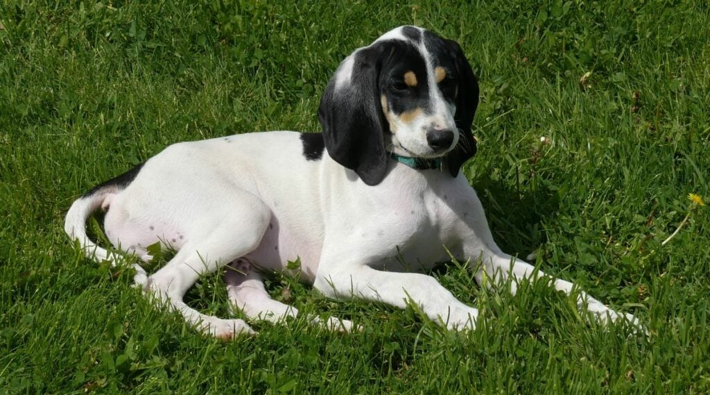 Grand Bleu De Gascogne sitting in the grass