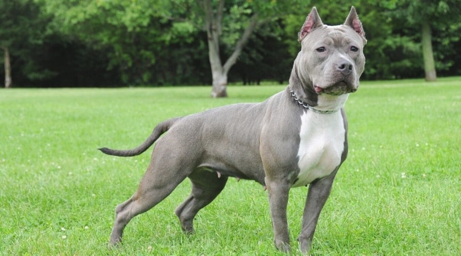 Gray American Bully Standing In Field