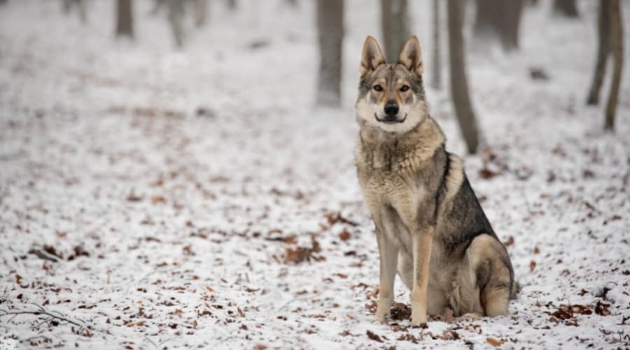 Gray Canine Sitting in a Snowy Forest