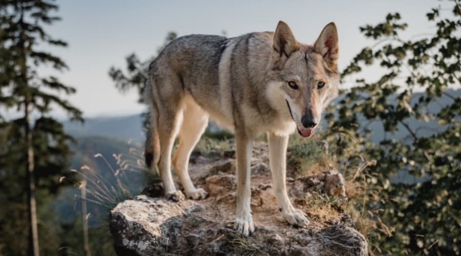 Gray Canine Standing on a Rock