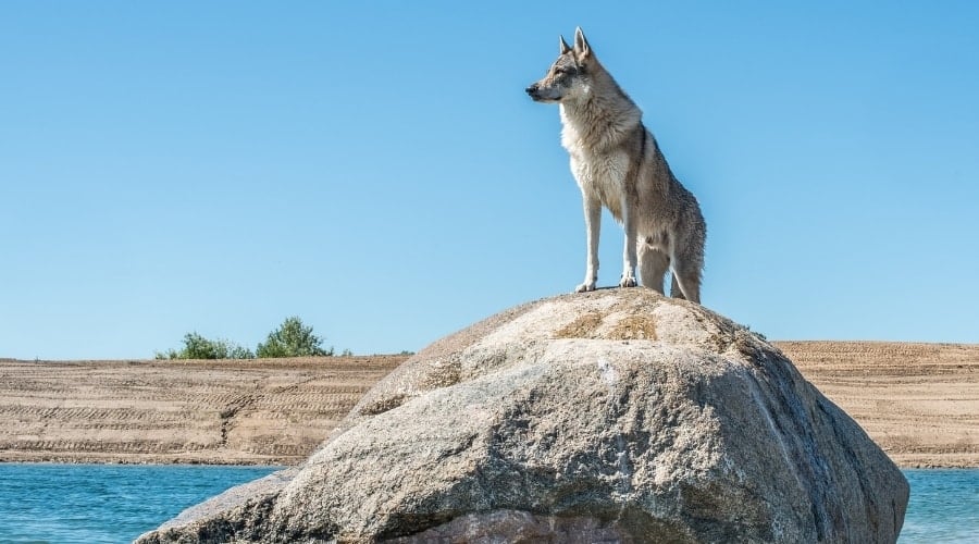 Gray Canine Standing on a Tall Rock