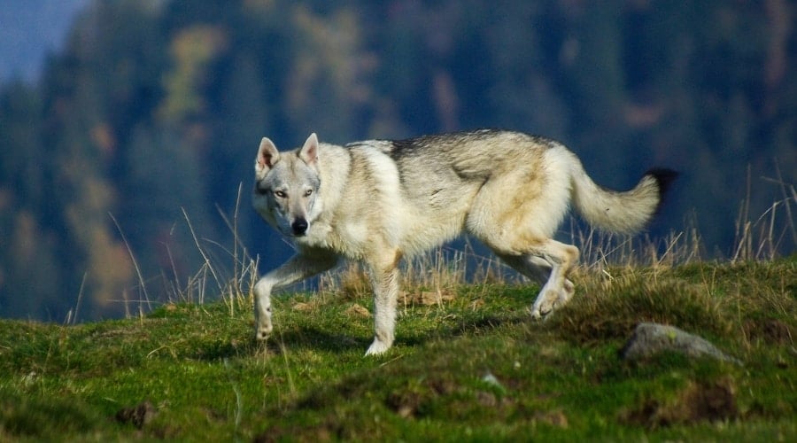 Gray Canine Walking Outdoors