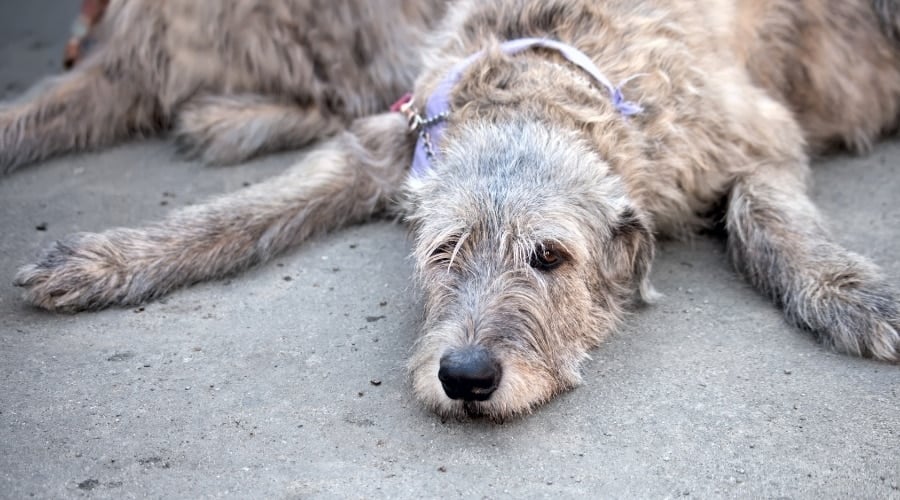 Gray Dog Laying Down