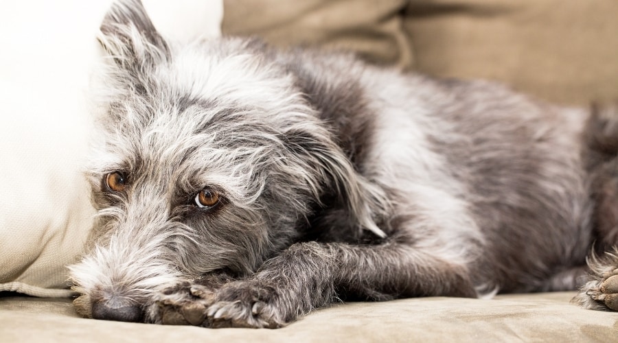 Gray Dog Laying on a Couch