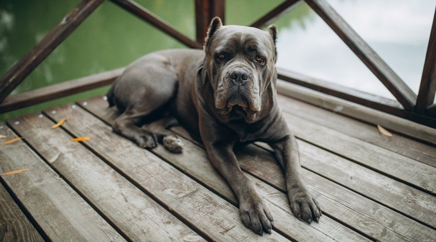 Gray Dog Lounging on a Deck