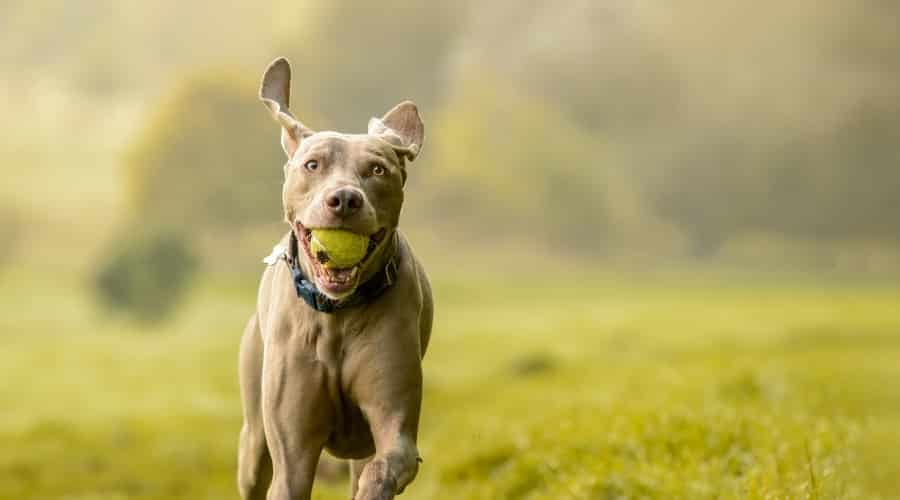 Gray Dog Running With Ball in its Mouth