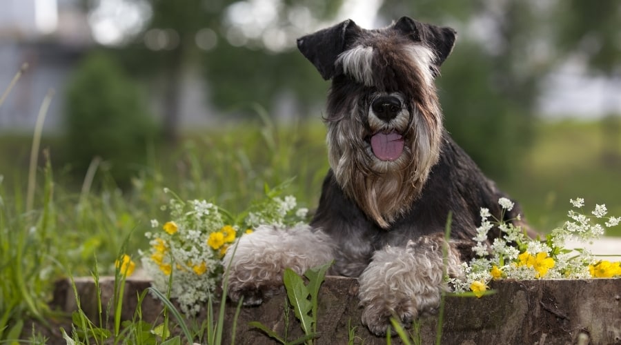 Gray Dog Sitting on Stump