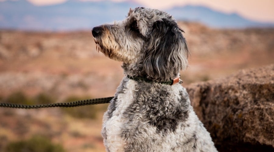 Gray Dog Training on Leash