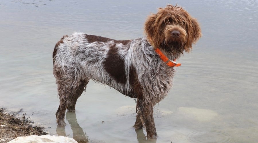 Gray Dog With Brown Spots Standing in Water