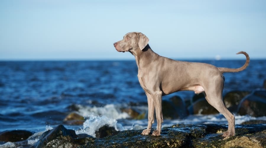 Gray Dog at the Beach