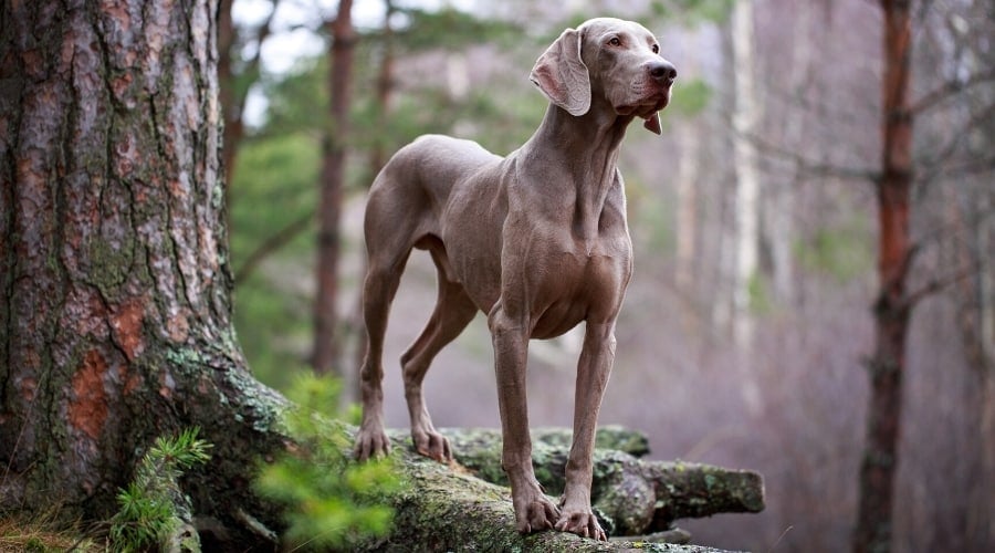 Gray Dog in the Woods