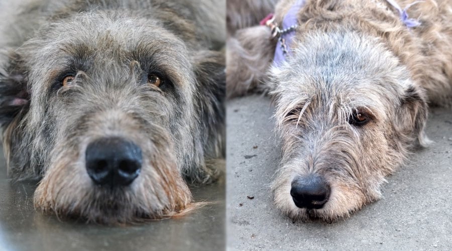 Gray Dogs Laying Down