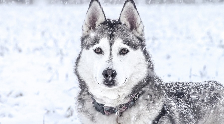 Gray Eyed Dog in Nature