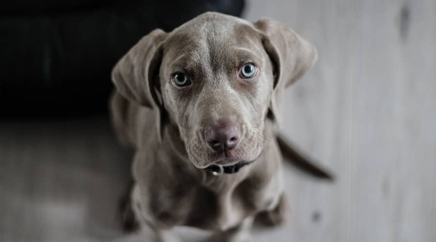 Gray Puppy with Blue Eyes