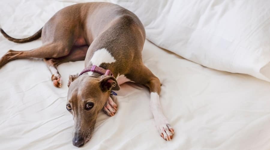 Sad dog laying on bed.