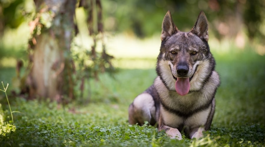 Gray Wolfdog Lounging Outdoors