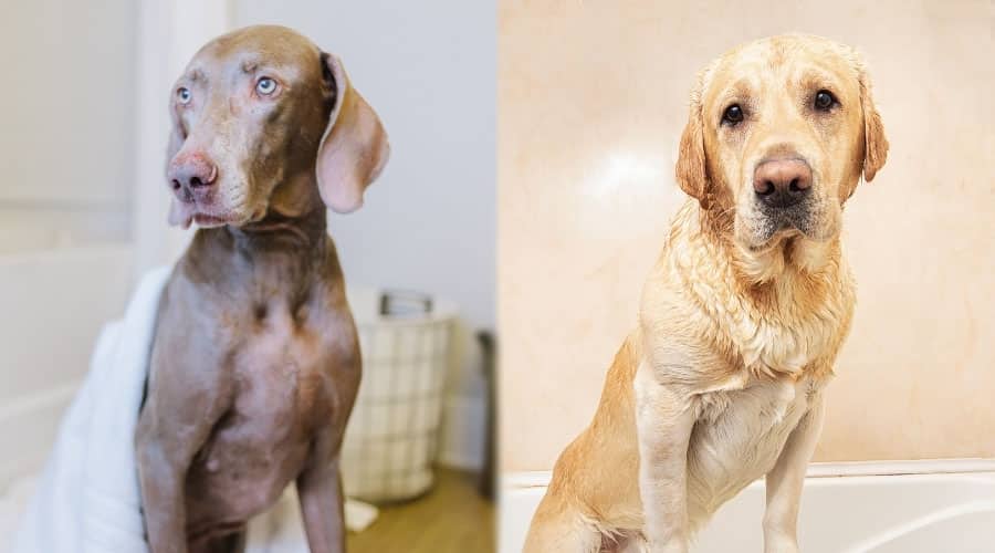 Gray and Blond Dogs Clean After a Bath