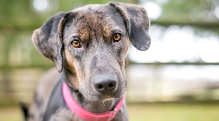 Gray and Brown Spotted Dog