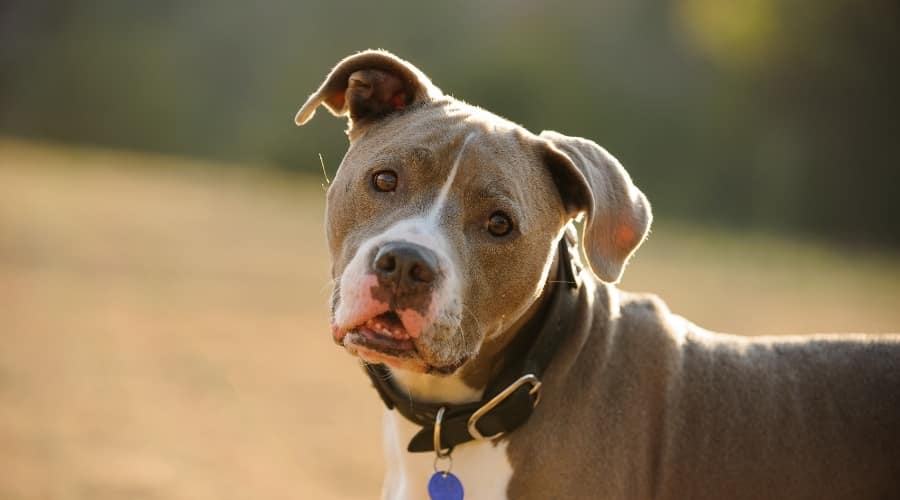 Gray and White Dog Outdoors