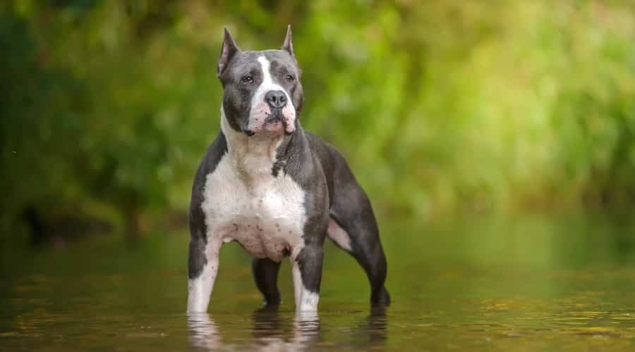 Gray and White Dog Standing in a Pond