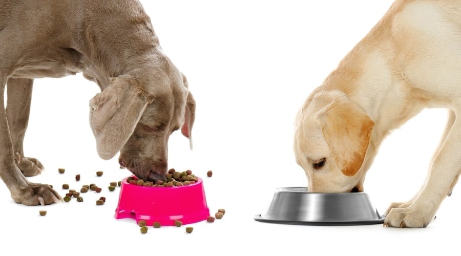 Gray and White Dogs Eating From Dog Bowls