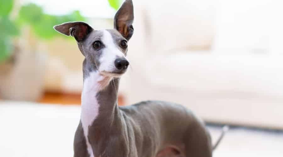 Gray and White Skinny Dog Looking in Camera