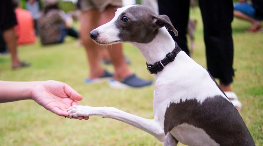 Gray and White Skinny Dog Training