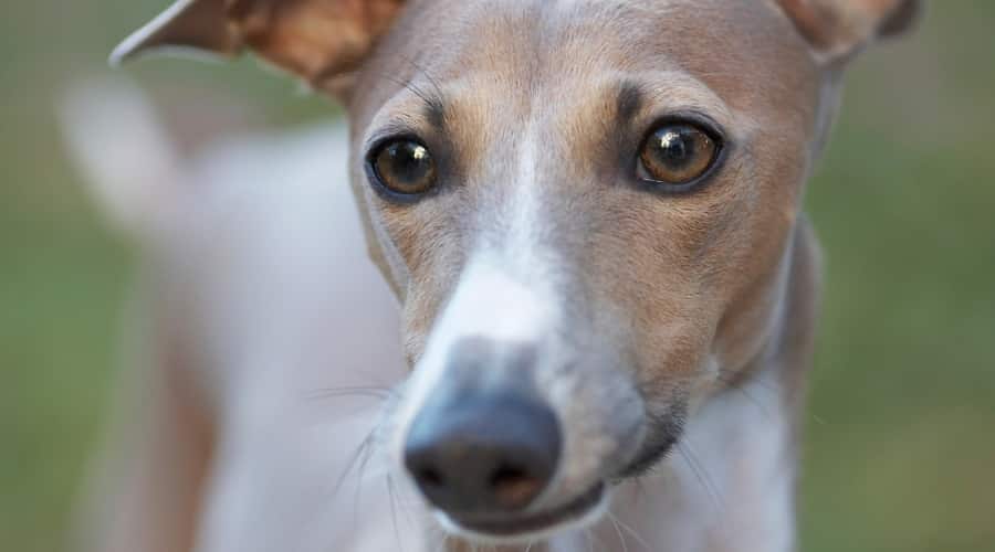 Gray and White Skinny Dog Up Close