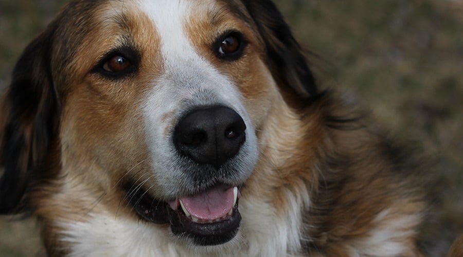 Great Bernese