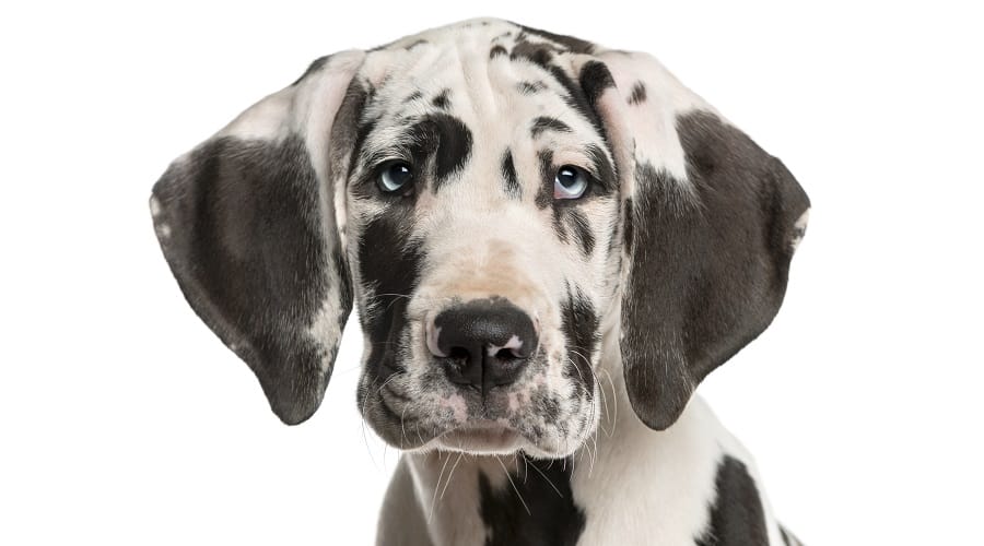Great Dane