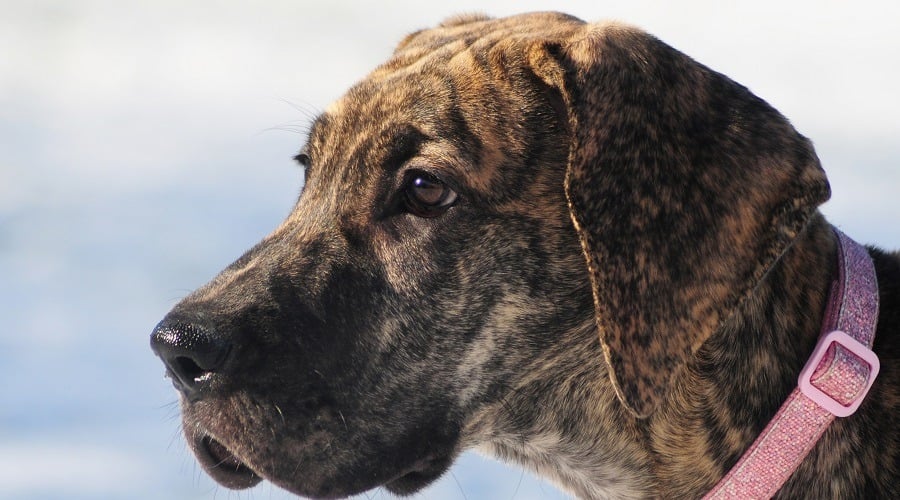 Great Dane Brindle