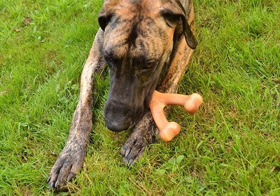 Great Dane Chewing on Benebone Real Flavor Wish Bone Nylon Chew Toy