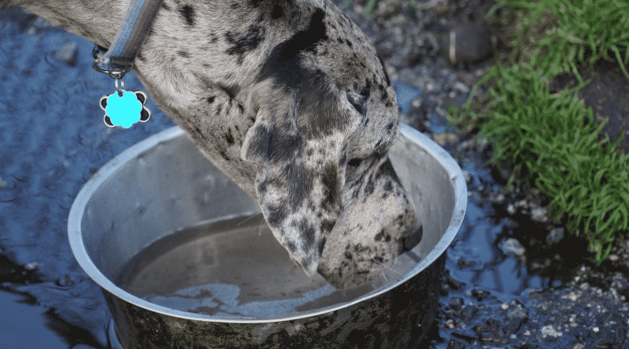 Merle Great Dane Drinking Water