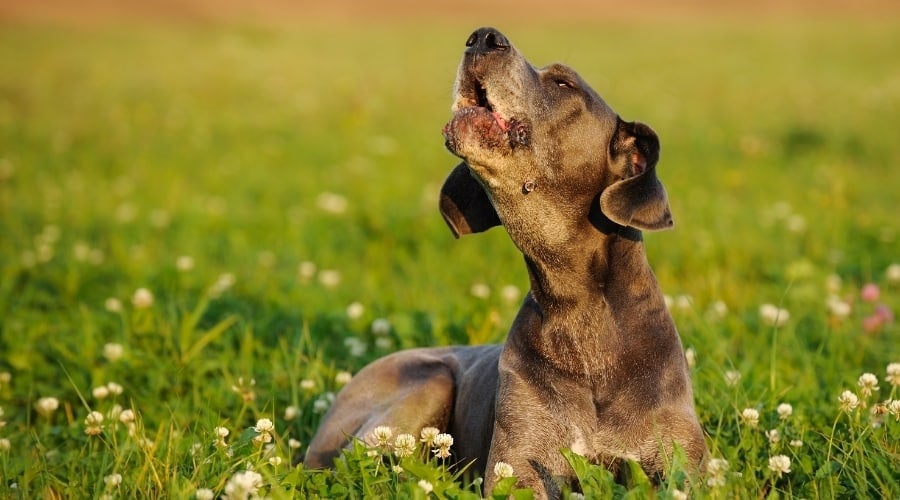 Great Dane Howling
