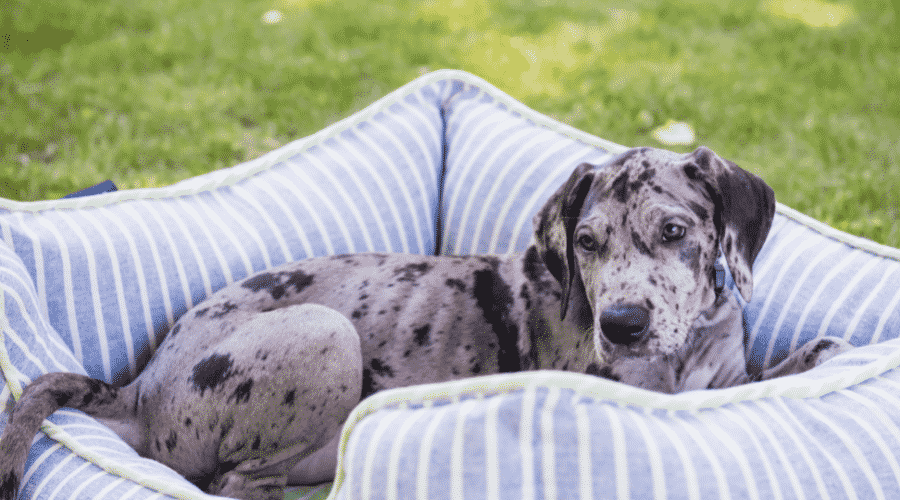 Great Dane In Bed