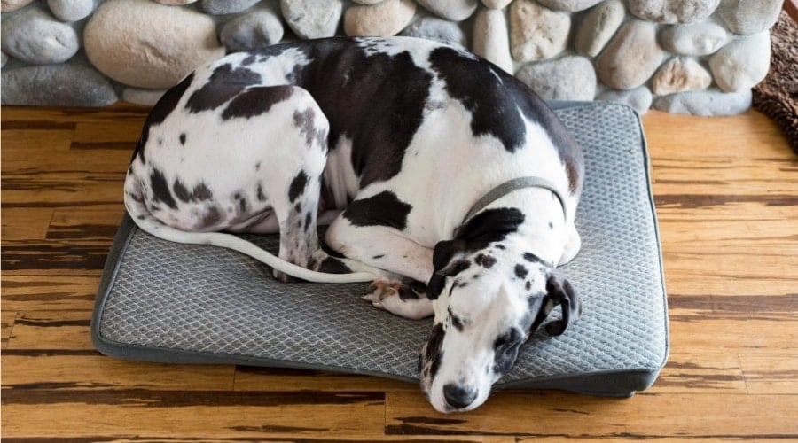 Best Dog Beds For Great Danes Ratings & Reviews Canine Journal