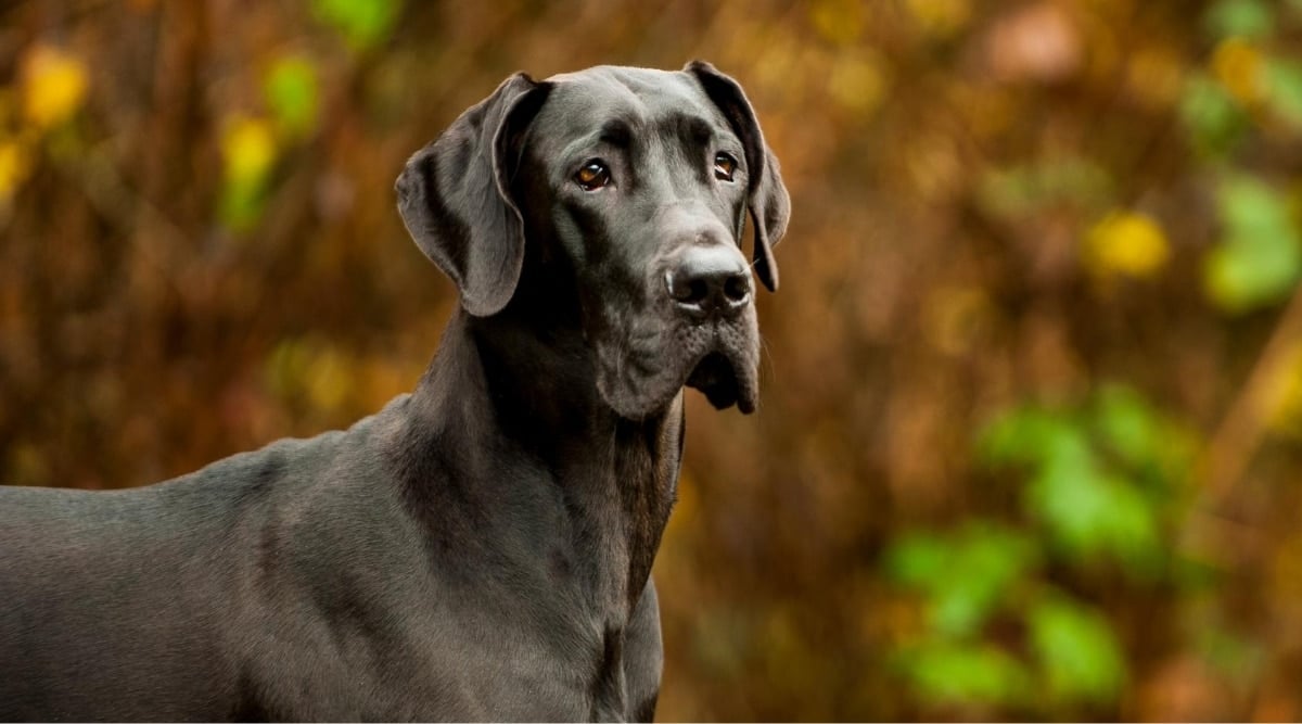 Great Dane outdoors.