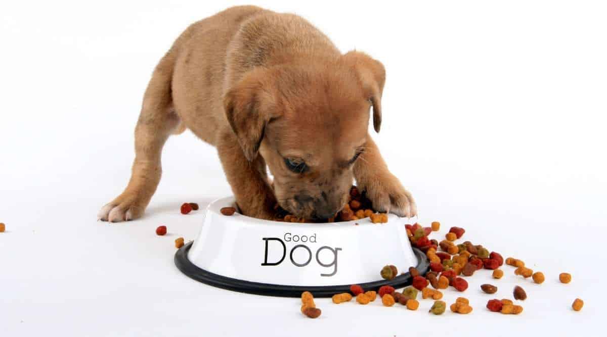 Great Dane Puppy Feeding Chart How Much To Feed Your Great Dane Puppy Canine Journal