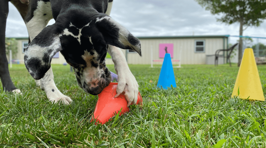 Black and White Dog Training With Cones