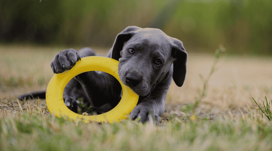 Grey Puppy With Toy