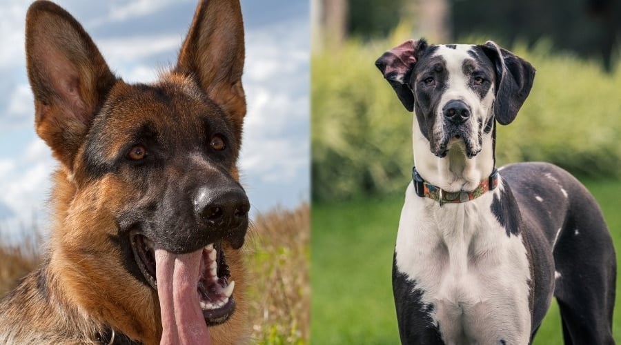 Great Dane and German Shepherd Needing Groomed