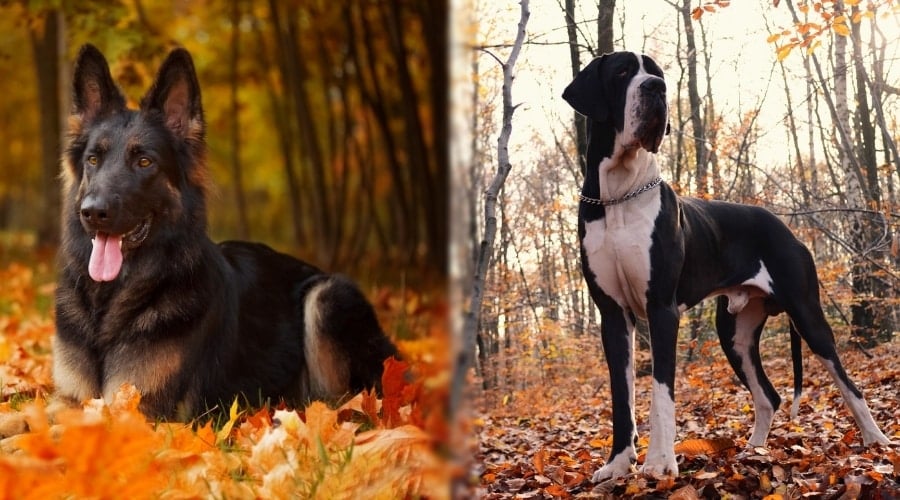 Great Dane and German Shepherd in the Autumn Leaves