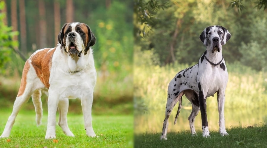 Great Dane and Saint Bernard both in Green Grass