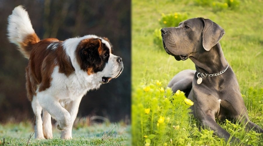 Great Dane and Saint Bernard laying in Grass